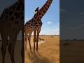 Baboon Climbs Onto Giraffe To Escape 