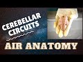 Basic cerebellar circuitry | Air Anatomy
