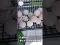 【中の人企画】予算１万円でここまで変わる？100円ショップの商品だけでNibakoの内装本気デコチャレンジ!!!前編#nibako #ニバコ #ダイハツ #移動販売車