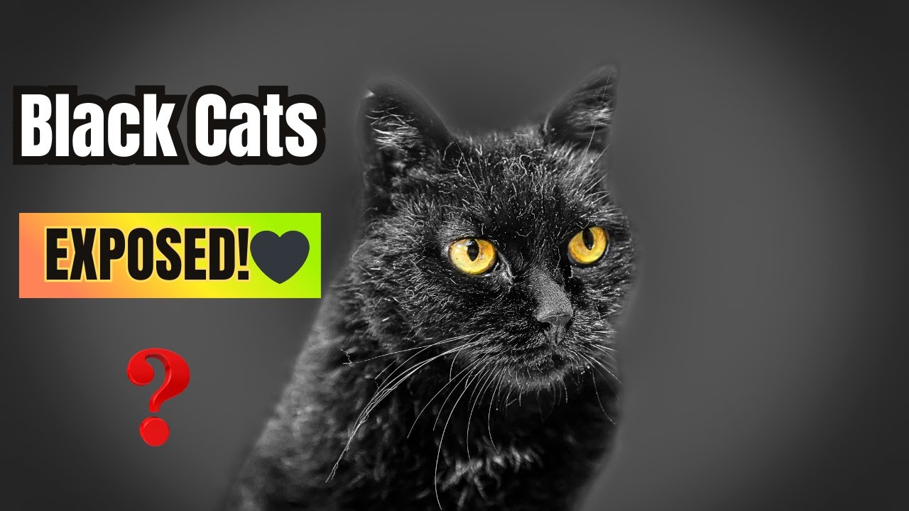 You Won’t Believe These 9 Black Cat Facts! 🐈‍⬛😱