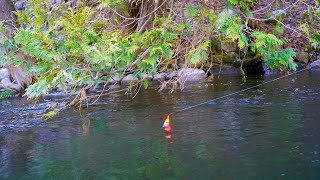 Spring Steelhead BOBBER DOWNS! - March 2025