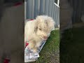 Little Goat Struggles to Find Its Footing 😆#cute #cutefarmanimal