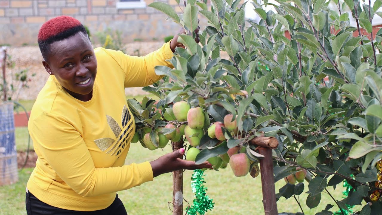 Dr. Dr. Apple man Testimonials on Wambugu Apples