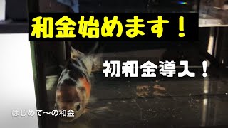 和金はじめます。金魚追加購入動画の回　金魚大好き悠tube