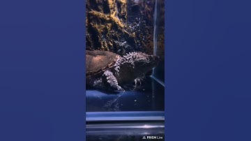 Rùa florida snapping