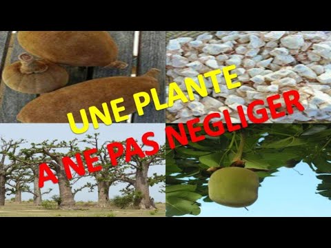 Vidéo: Arbres D'intérieur (35 Photos) : Arbre Aux Singes Et Aux Serpents, Dragonnier Et Arbre De Vie, Café Et Pain, Description Et Soins