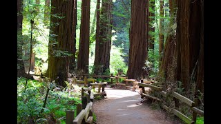 Exploring Muir Woods, One of California's Oldest Redwood Forests!
