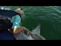 Shark Management Strategy - What we&#39;ve learnt about Bull Sharks