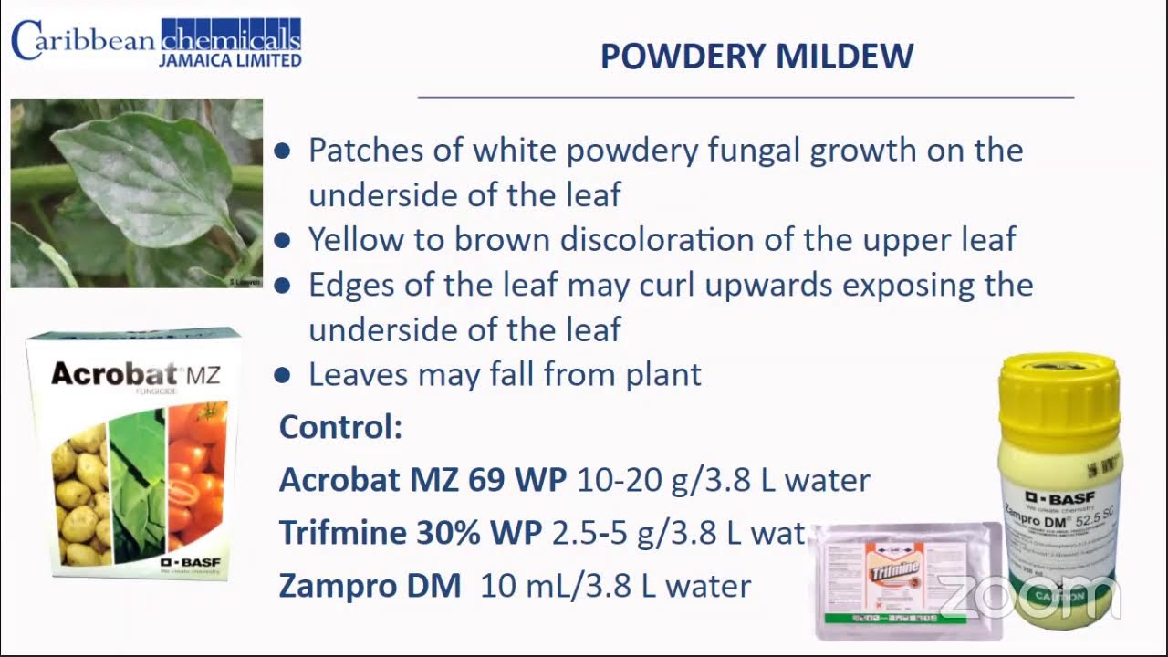 SWEET PEPPER PRODUCTION Land Preparation and Pests & Diseases YouTube