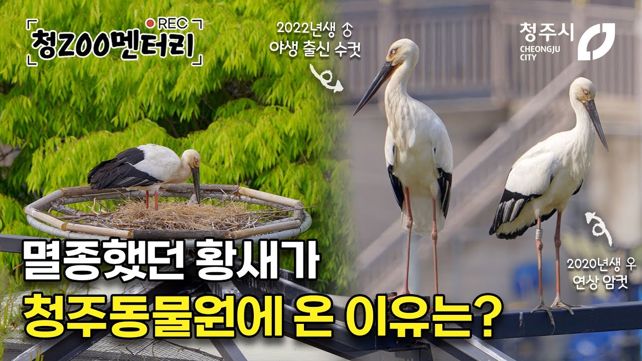 복과 부를 불러오는 멸종위기 황새, 청주동물원에 터 잡다!