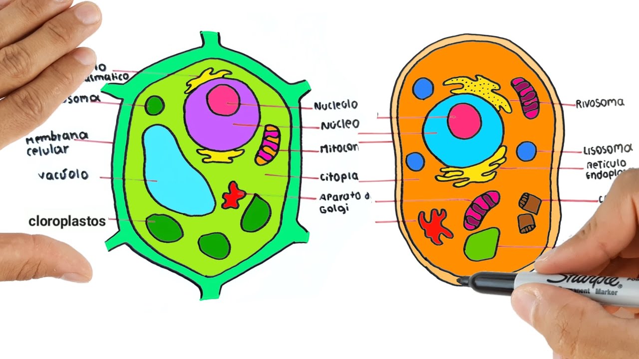 Celula animal y vegetal partes y funciones. Como dibujar la celula animal y  vegetal - YouTube