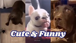 Cute and funny dogs | Video 17