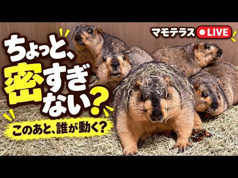 【マーモット村】 マモテラス LIVE配信