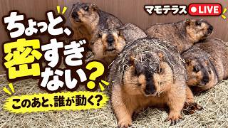 マーモット村 マモテラス のライブ映像