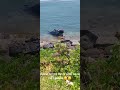 Flying car lands in sea Norwich Portland #thewrecks #careless #reckless #crash #badroads #cardriver