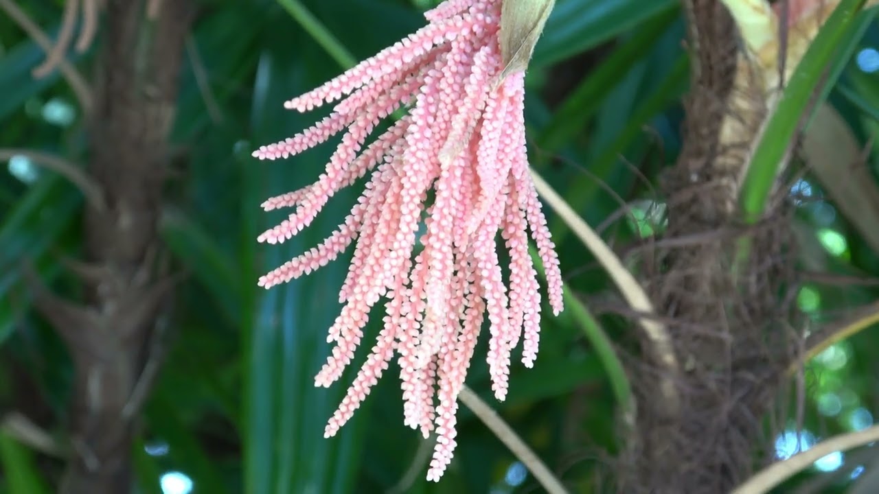 ビロウ（ヤシ科ビロウ属） Livistona chinensis 花 2026年5月 沖縄本島