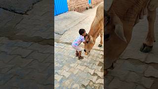 Meri gaiya aati hai mujhko doodh pilati hai #merigaiyaaatihai #cowvideos ##gaiyamerigaiya #cow #cows