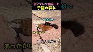 歩いていて出会った、子猫の群れ