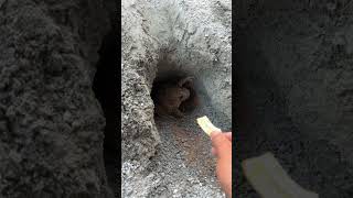 Frog Said Not Today