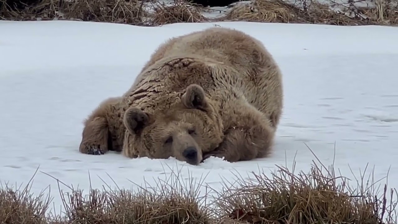 Nature's Most Skilled Napper': Lazy Bear Lies Down, Licks Snow