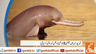 Two stranded dolphins at Khairpur canal rescued l 09 Dec 2018 l GNN