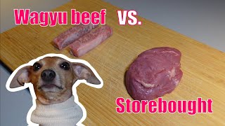 Dog tries expensive wagyu beef vs. regular beef from the supermarket | Honey food review