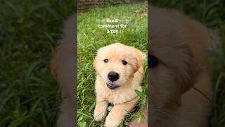 Cute golden retriever puppy discover camera #shorts #dog #funny #cat #cutedog #usa #goldenretriever