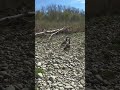 #outdoor #chasing #duck #fun #grandriver #canada #ontario #nature #kids #status #whatsappstatus