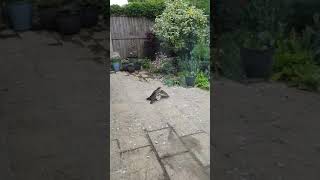 Sparrowhawk with prey