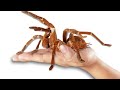 Unboxing the worlds largest tarantula scary