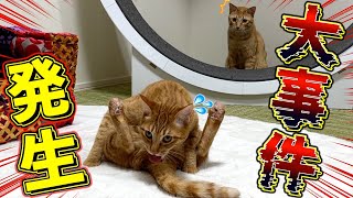 【衝撃映像】愛猫のお尻を確認したらとんでもない異変が起きてました…。