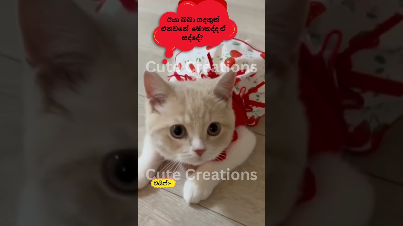පුදුම නිදහස් බං ඒකනං🤣🤣cat#funnyanimals#funny#cute#srilanka#shorts#short#trendingshorts#lankan#cats