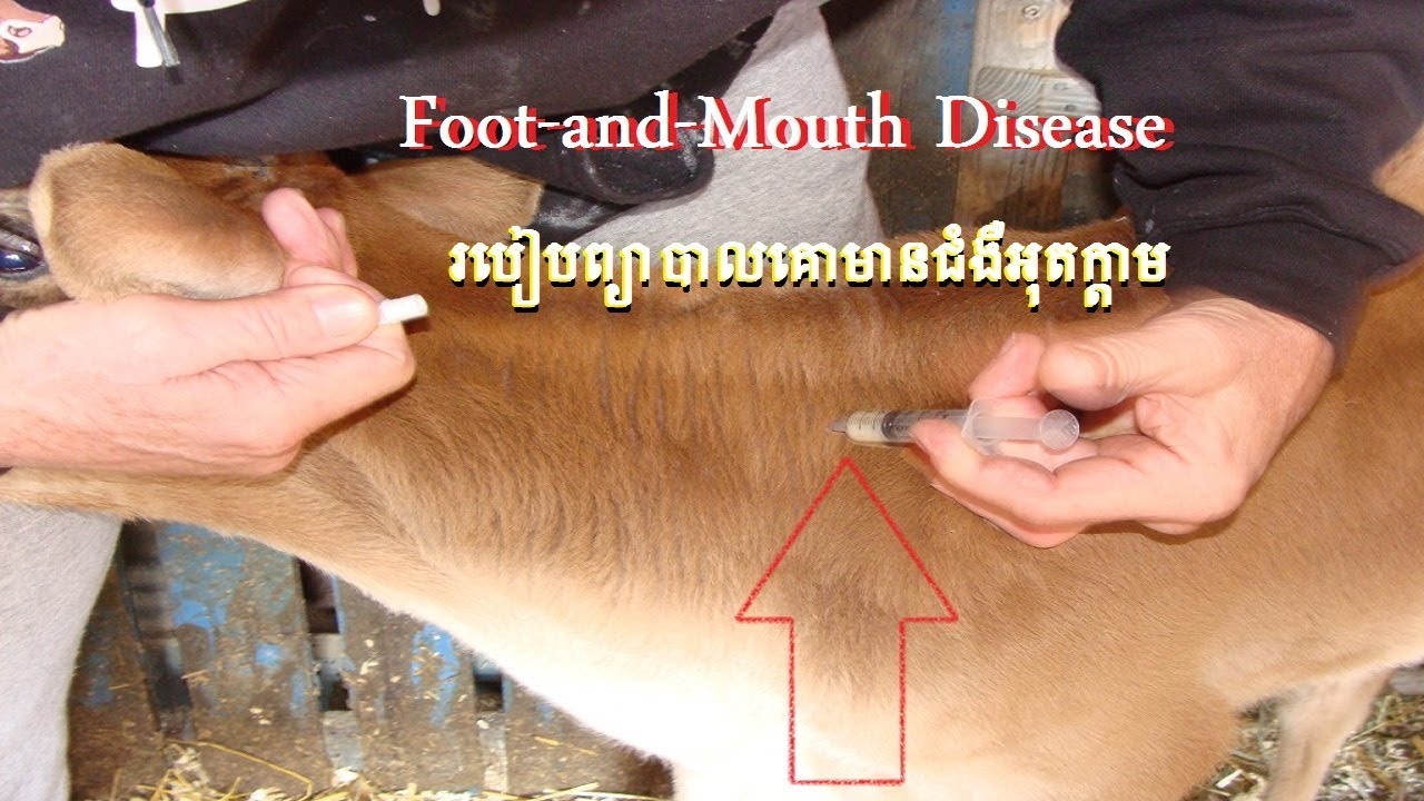 How to Treat Foot and Mouth disease on Cow Love Animal YouTube