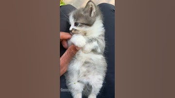 The cat distribution system at work🤣🤣#cat#catvideos #funnycat#fyp