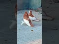 original yellow bugha pair #bhat#pigeons#kupwara 💛 ✨️ 💓