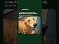 A Golden Retriever Was Engineered Over Generations to Do Exactly This #shorts #goldenretriever #dog