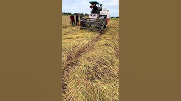 Cắt lúa bắt chuột