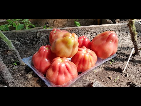 Wideo: Amerykański Długi Pomidor