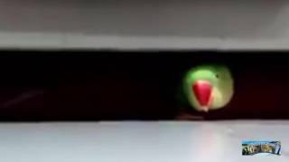 Spy parrot by Animal Awesome 1,073 views 7 years ago 21 seconds