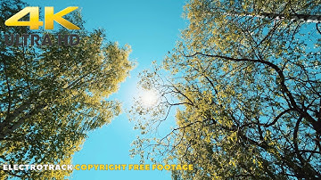 Blue Sky Sun Trees | No copyright Nature Background video 4K