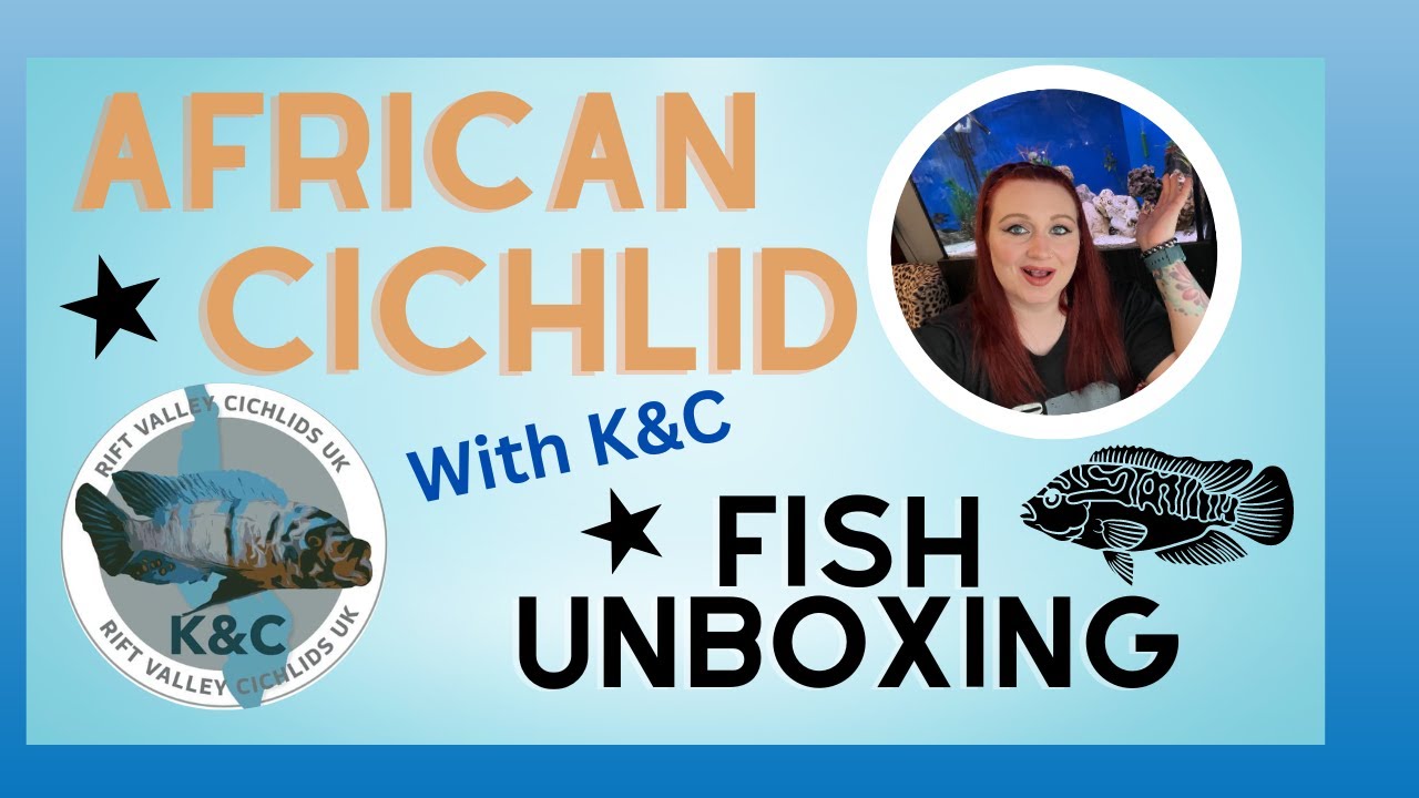 African Cichlid Fish Unboxing | K&C Rift Valley Cichlids | Part 2 - YouTube