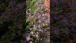 Baby Blues Aster (Eurybia hemispherica): Why This Native Plant Is Worth Growing