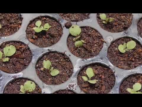 რა მოხდება თუ ადამიანი სიგარეტს თავს დაანებებს