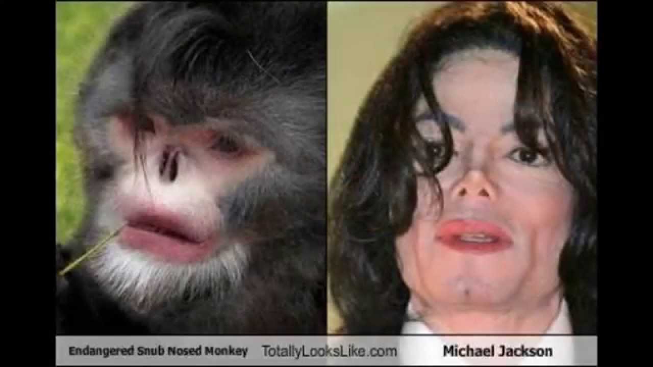 Сильно она похоже. Мартышка Майкла Джексона. Обезьяна похожая на человека. Похож на обезьяну. Ди похожие на обезьян.