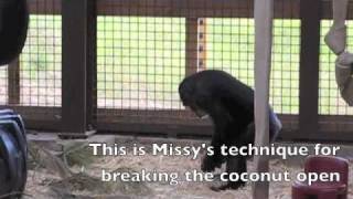 Missy Chimpanzee opening and playing with a coconut