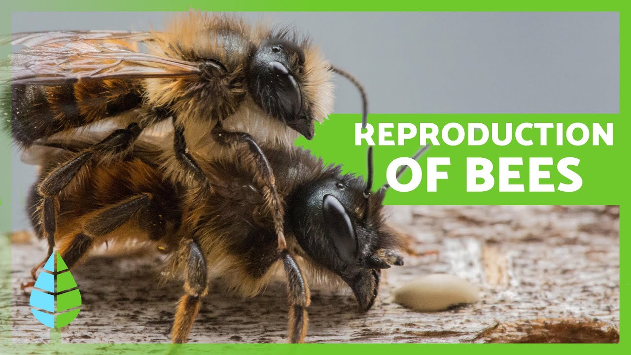 How do BEES reproduce? 🐝 | Curiosities about Bees
