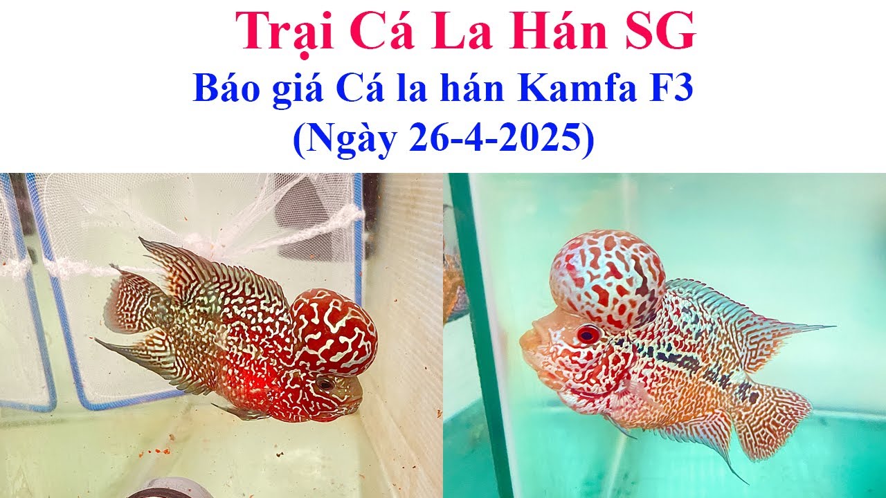 Báo giá cá la hán Kamfa F3 (ngày 26-4-2025) - Trại Cá La Hán SG