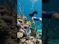 Catching Fish Underwater with Net | Deep Sea Adventure #shorts