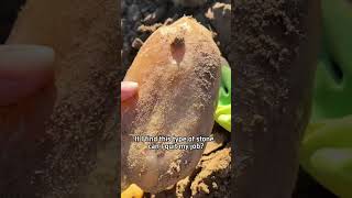 Sciworthy If I Find This Type Of Stone,Can I Quit My Job