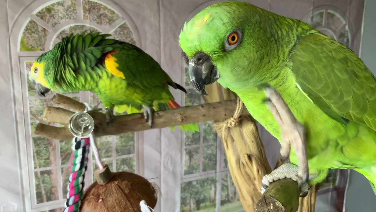 Loro peleándose/ loro llorando porque lo regañaron/Vicky no quiere a Jaco/loros juntos